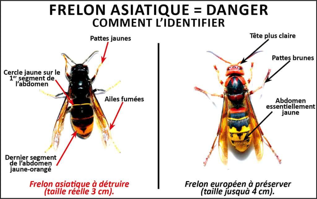 reconnaitre frelon asiatique