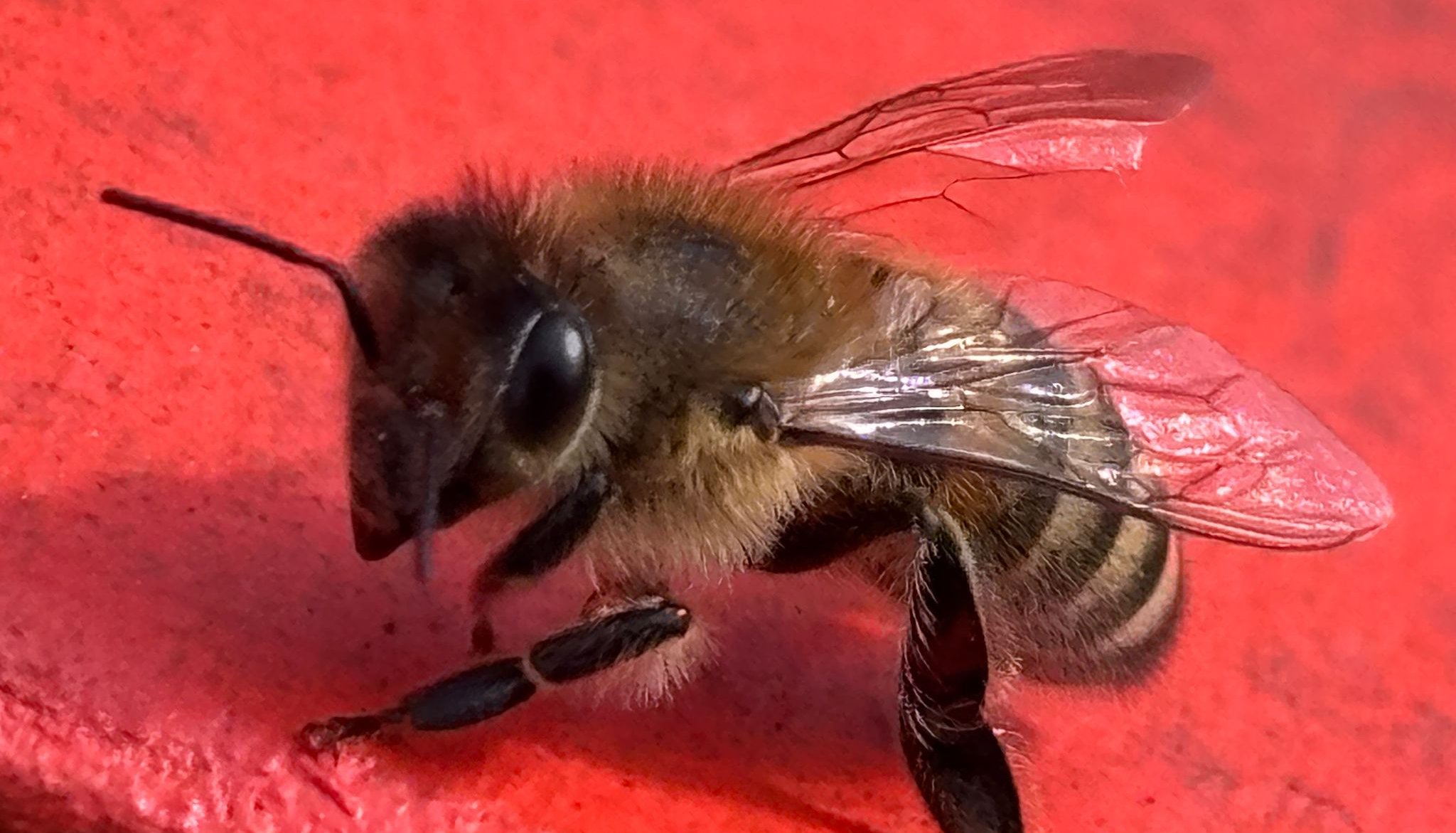 Abeilles sur ruches au printemps