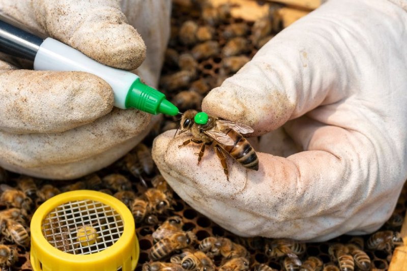 Marquage de reine d'abeille