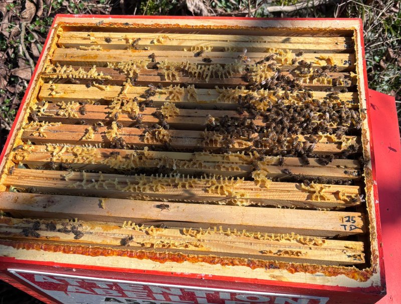 Ouverture de ruche au printemps