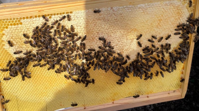 Ouverture de ruche au printemps