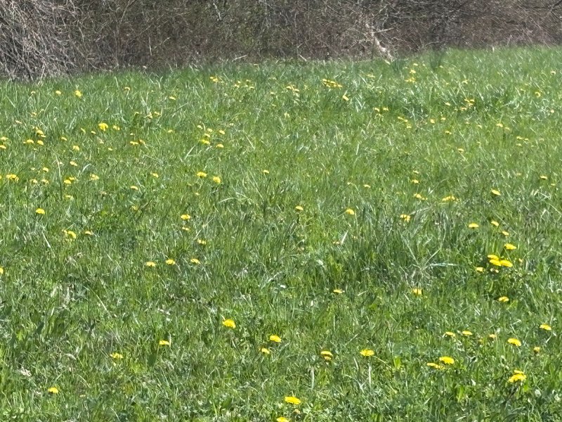 Pissenlit en fleur au printemps