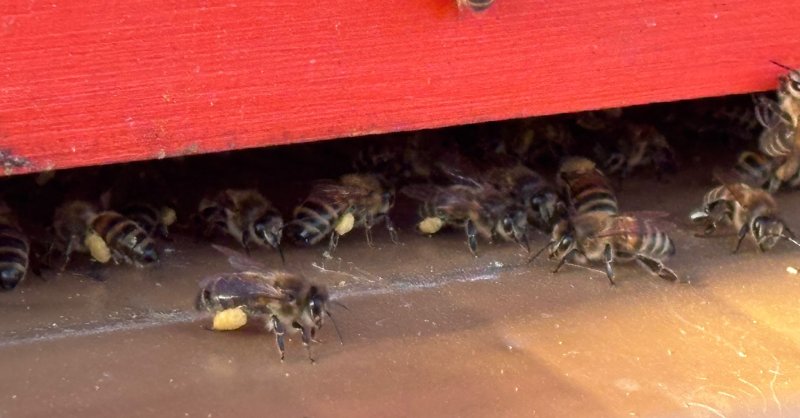 Ouverture de ruche au printemps