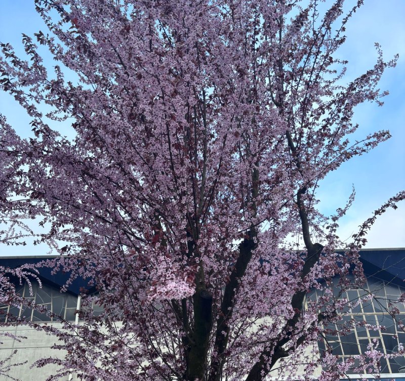 Pissenlit en fleur au printemps