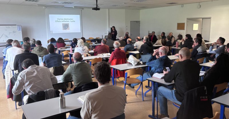 Intervention de lutte contre Varroa sur une ruche