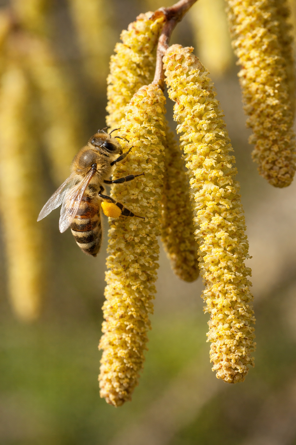 Ressources de pollen