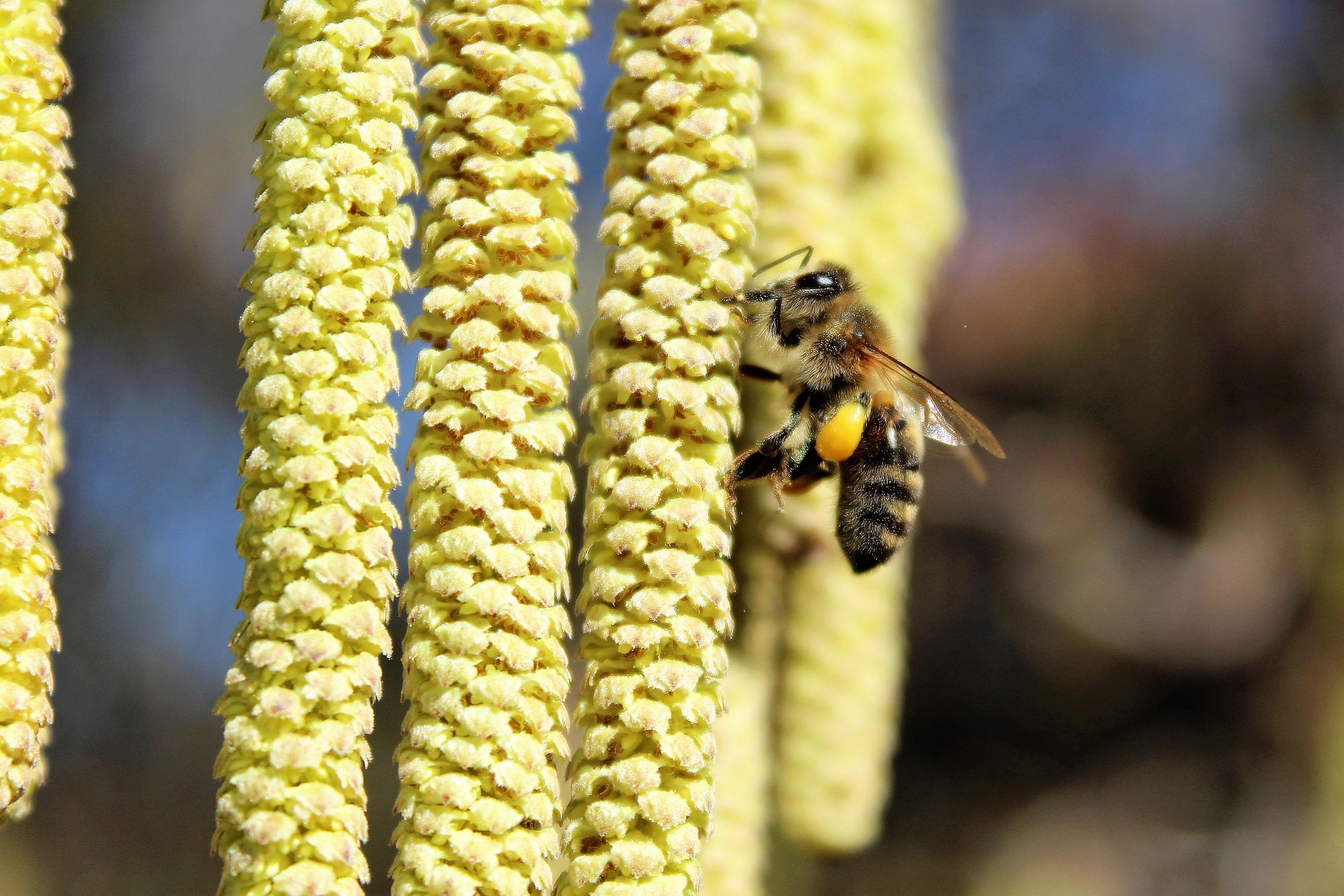Abeilles sur fleurs